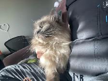 9 y/o Purebred Ragdoll - Photo 8