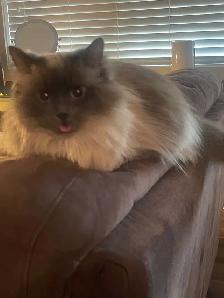 9 y/o Purebred Ragdoll - Photo 9