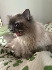 9 y/o Purebred Ragdoll - Photo 10
