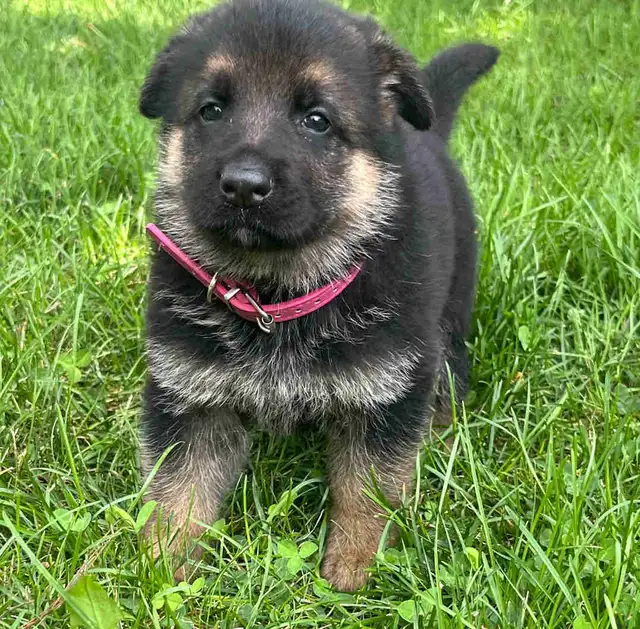 German Shepherd Puppies