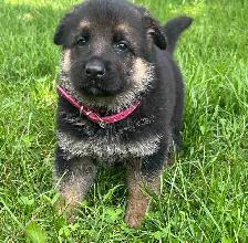 German Shepherd Puppies