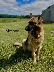 German Shepherd Puppies - Photo 2