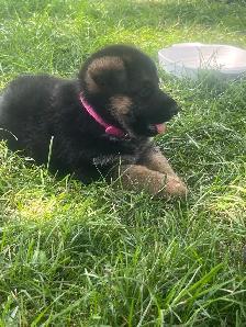 German Shepherd Puppies - Photo 3