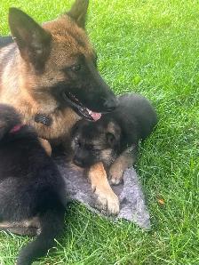 German Shepherd Puppies - Photo 4