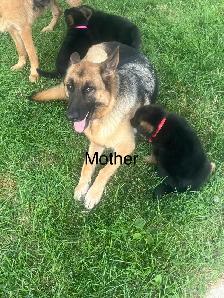 German Shepherd Puppies - Photo 5