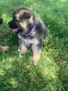 German Shepherd Puppies - Photo 6