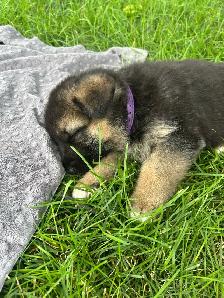 German Shepherd Puppies - Photo 7