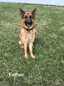 German Shepherd Puppies - Photo 8