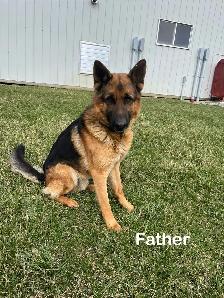 German Shepherd Puppies - Photo 9