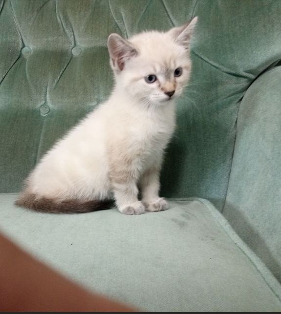 Siamese Kitten