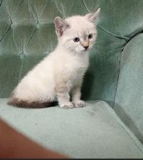 Siamese Kitten
