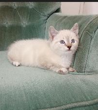 Siamese Kitten - Photo 2