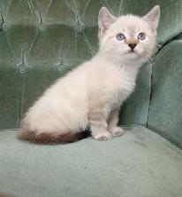 Siamese Kitten - Photo 3