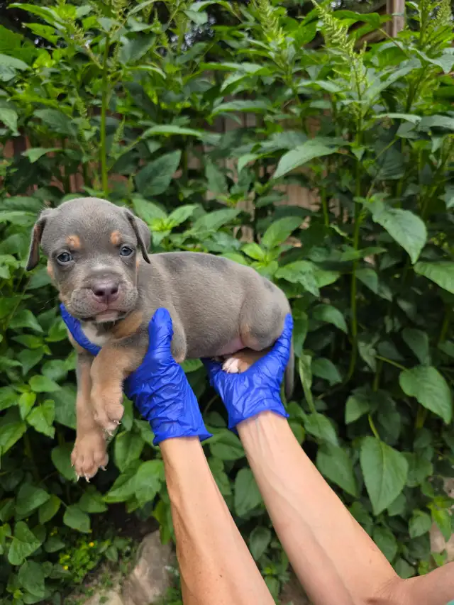 Puppies Available