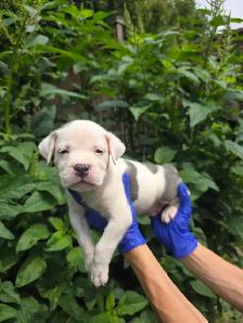 Puppies Available - Photo 2
