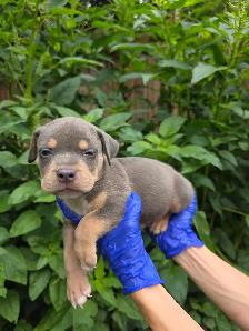 Puppies Available - Photo 3