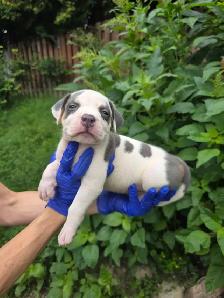 Puppies Available - Photo 4