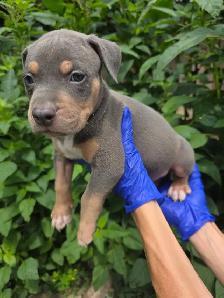 Puppies Available - Photo 5