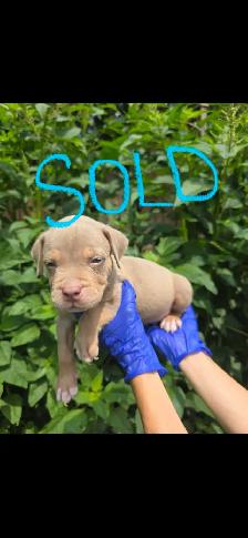 Puppies Available - Photo 6