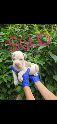 Puppies Available - Photo 7