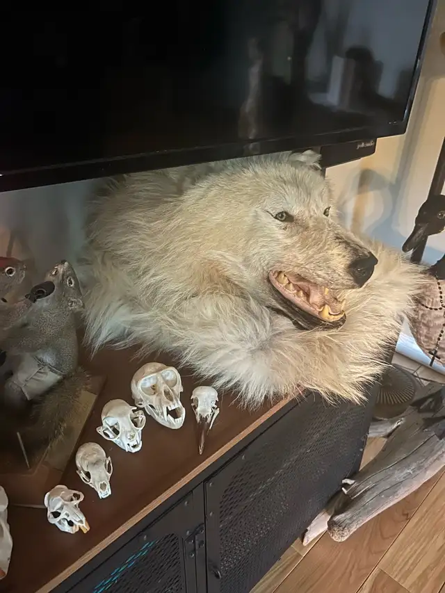 Arctic wolf taxidermy rug