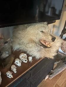 Arctic wolf taxidermy rug