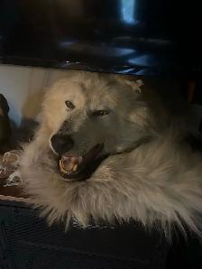 Arctic wolf taxidermy rug - Photo 2