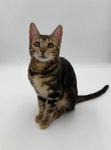 TICA Registered Bengal Kitten - Photo 2