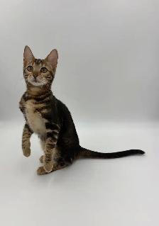 TICA Registered Bengal Kitten - Photo 3