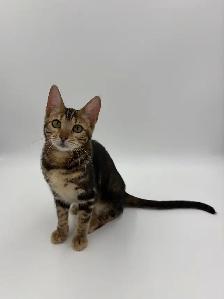 TICA Registered Bengal Kitten - Photo 4