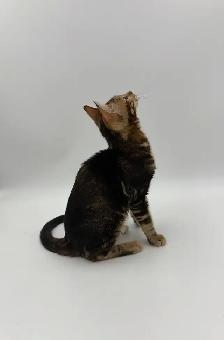 TICA Registered Bengal Kitten - Photo 5