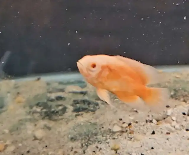 red albino oscars 2.5'-3'