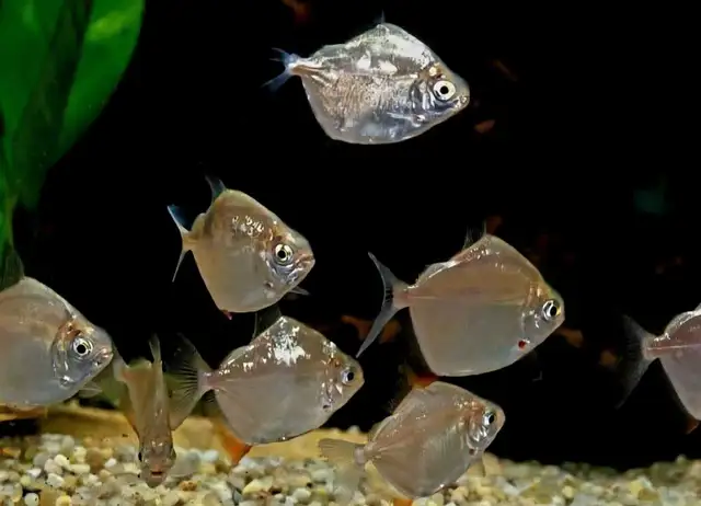 juvenile silver dollars 2'-2.5'