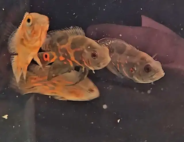 tiger oscars 2.5'-3'