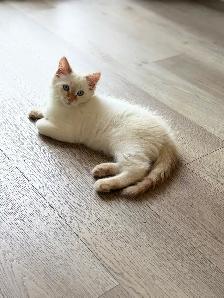 ragdoll boy kitten