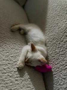ragdoll boy kitten - Photo 2