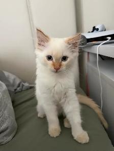 ragdoll boy kitten - Photo 3