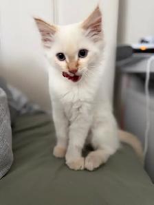 ragdoll boy kitten - Photo 4
