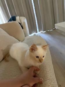 ragdoll boy kitten - Photo 5