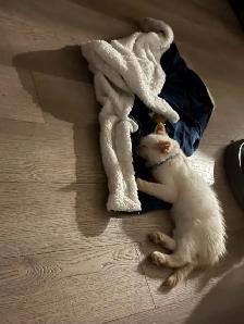 ragdoll boy kitten - Photo 6