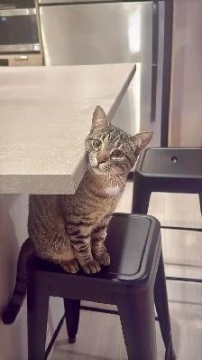 Chaton à vendre