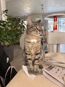 Chaton à vendre - Photo 2
