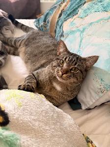 Chaton à vendre - Photo 3