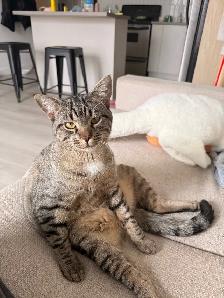Chaton à vendre - Photo 4