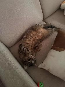 Chaton à vendre - Photo 5