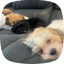 puppy For Sale - Photo 2