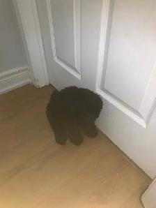 puppy For Sale - Photo 6