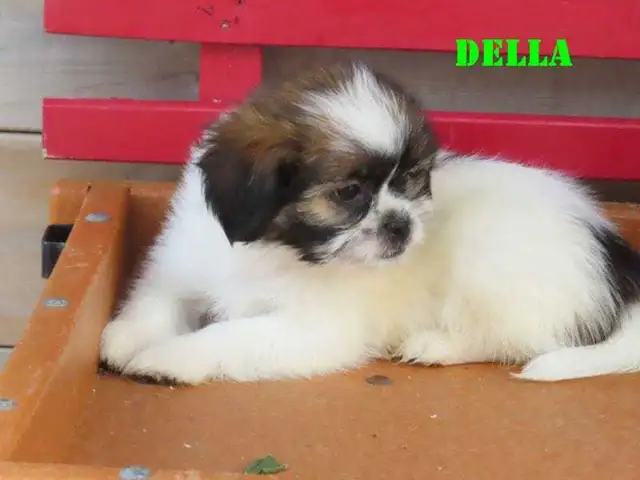 Shihtzu puppies for rehoming.