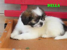 Shihtzu puppies for rehoming.