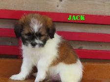 Shihtzu puppies for rehoming. - Photo 2